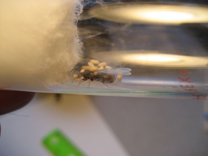 Unknown species 2 P7