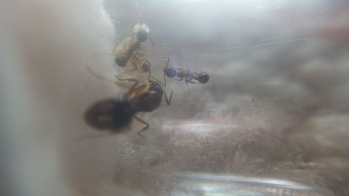 aphaenogasterrudis03 aphaenogasterrudis03