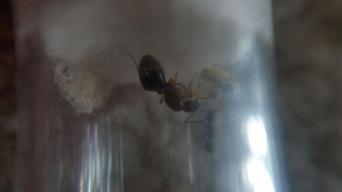 aphaenogasterrudis02 aphaenogasterrudis02