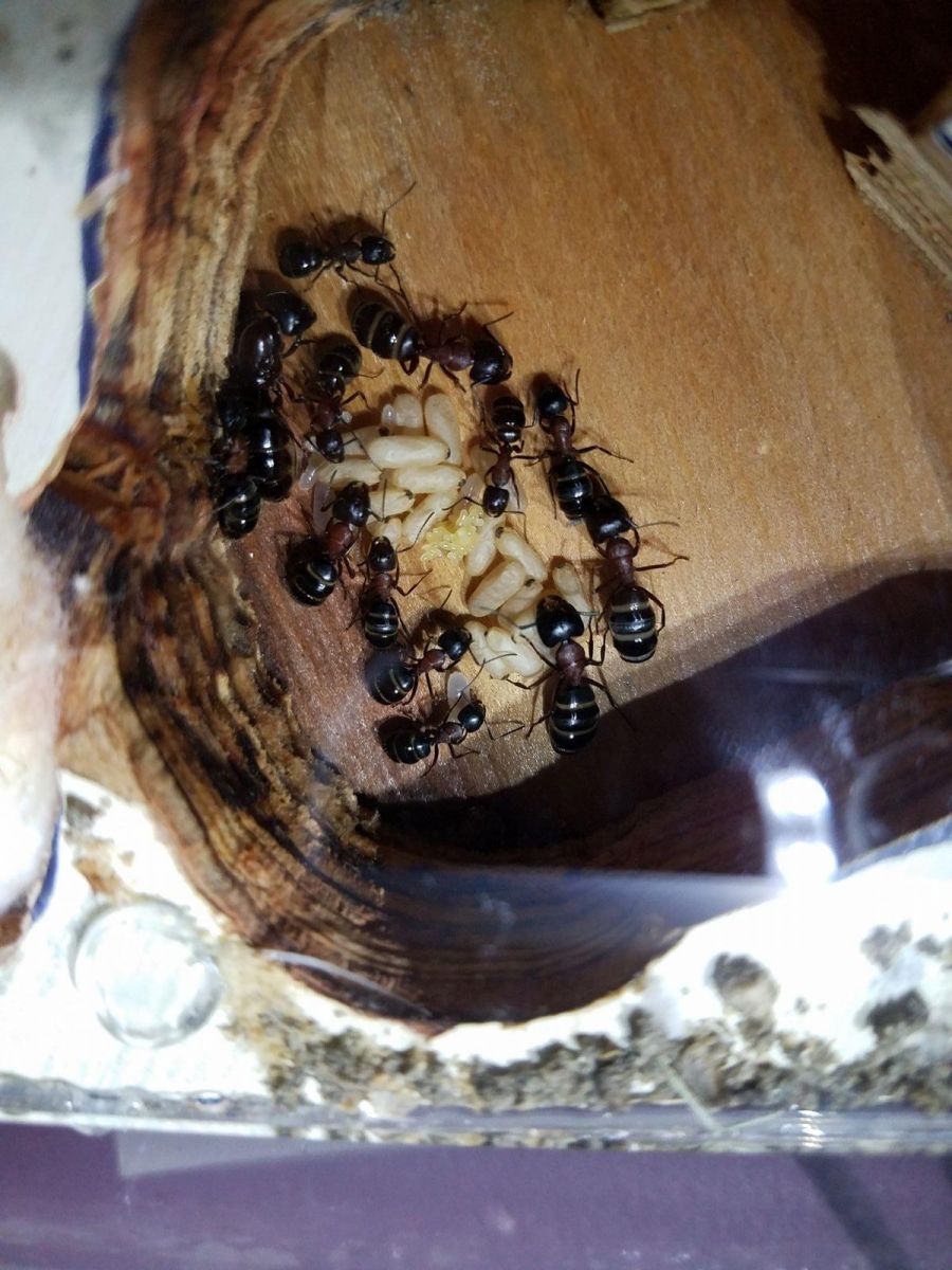 Camponotus Nova Oct 8