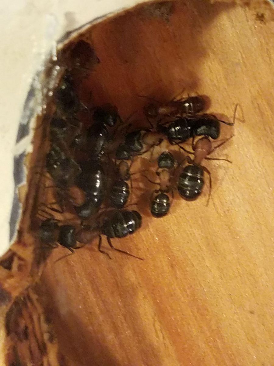 Camponotus Nova sept 18