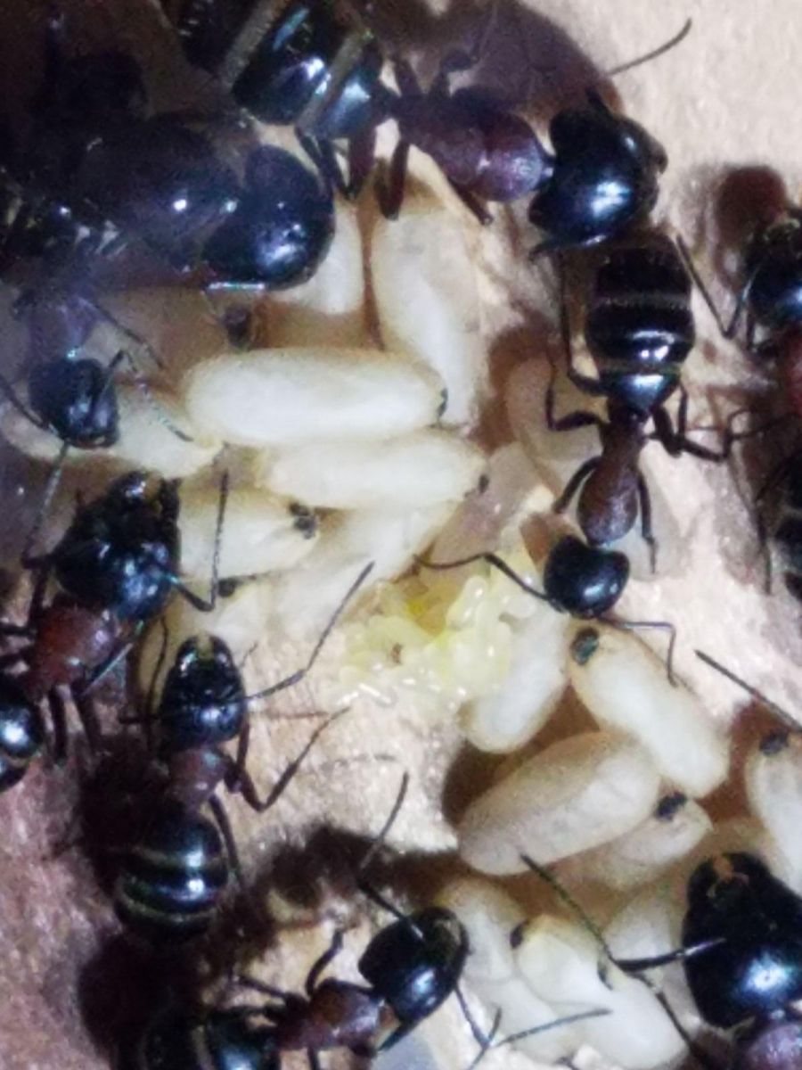 Camponotus Nova Oct 8 3