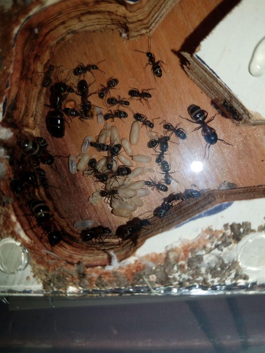 Camponotus Nova Oct 30 17