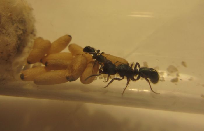 First nanitic! First nanitic!