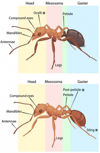 Simple Ant Anatomy