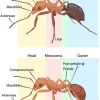 Simple Ant Anatomy