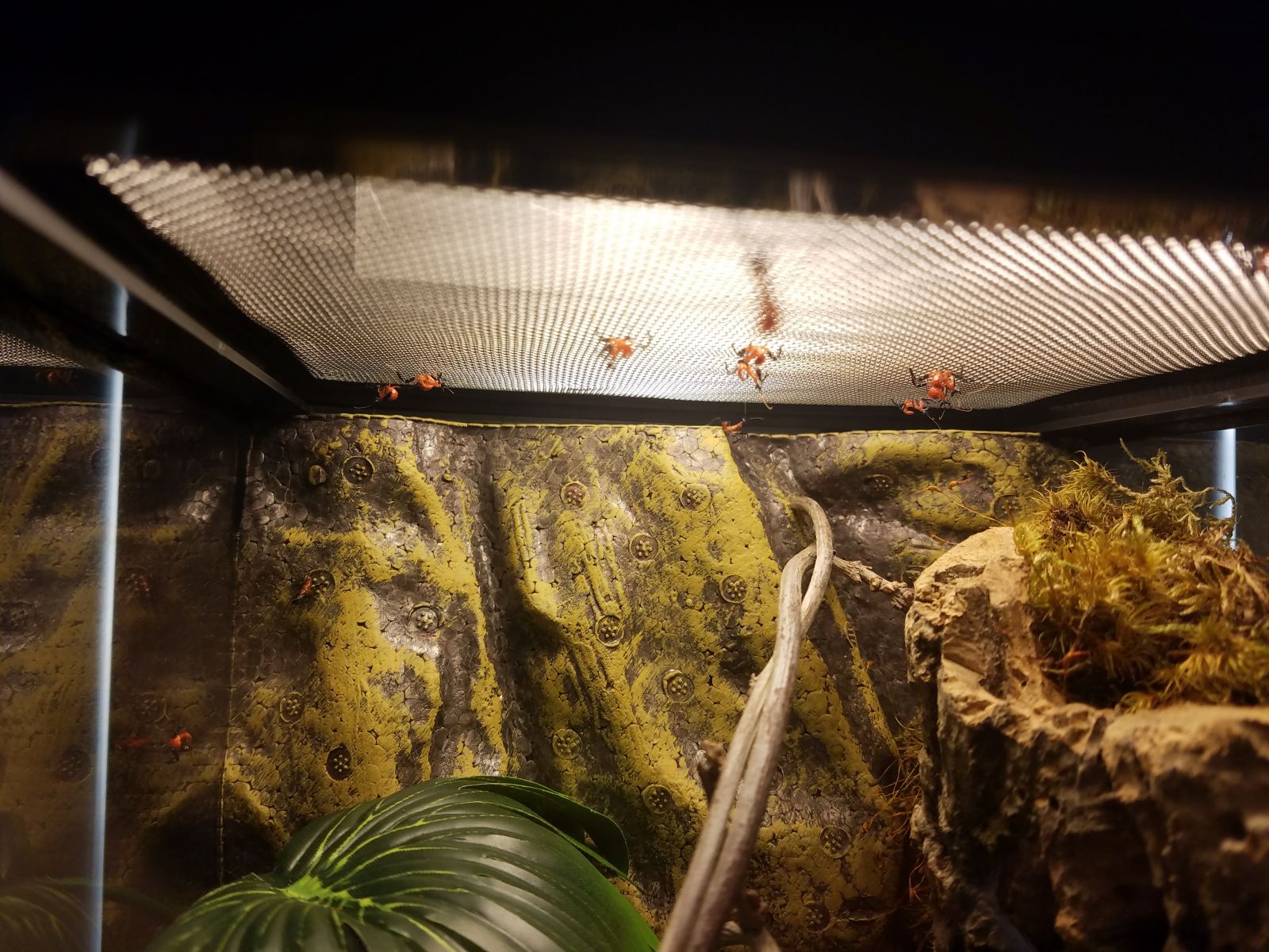 Orchid Mantids L1