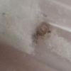 close up before cacoon