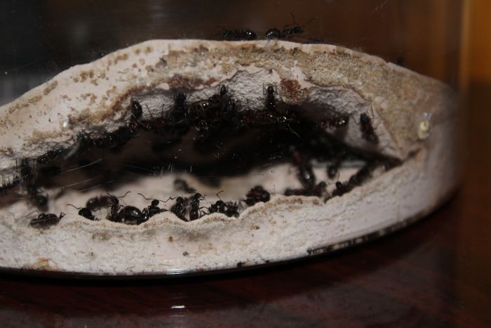 Camponotus novaboracansis Feb 9 2018 (3)