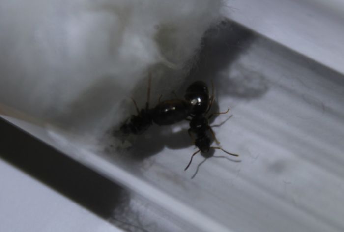 Lasius americanus formerly alienus, 2 queens