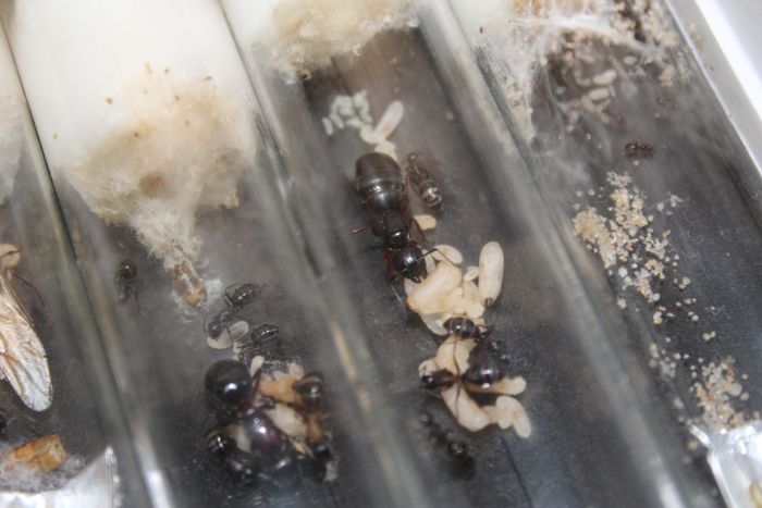 Camponotus herculeanus April 2 2018