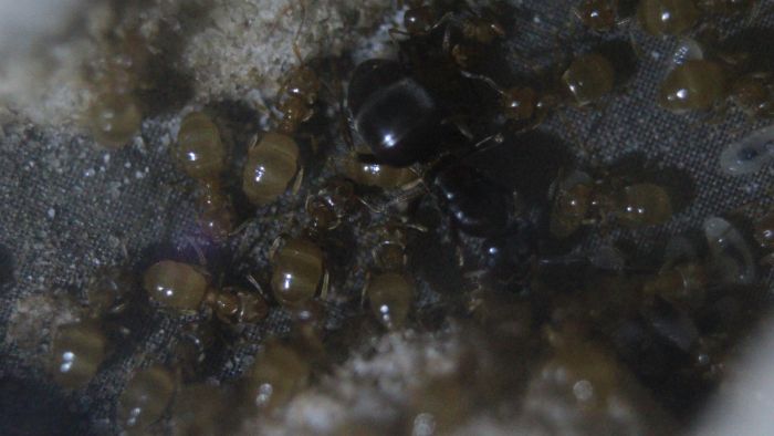 Lasius umbratus Feb 9 2018 (2)