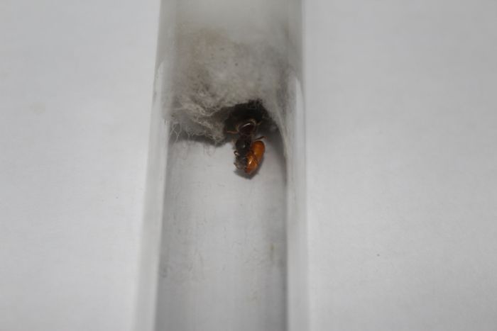 Parasite Lasius neoniger queen (3)