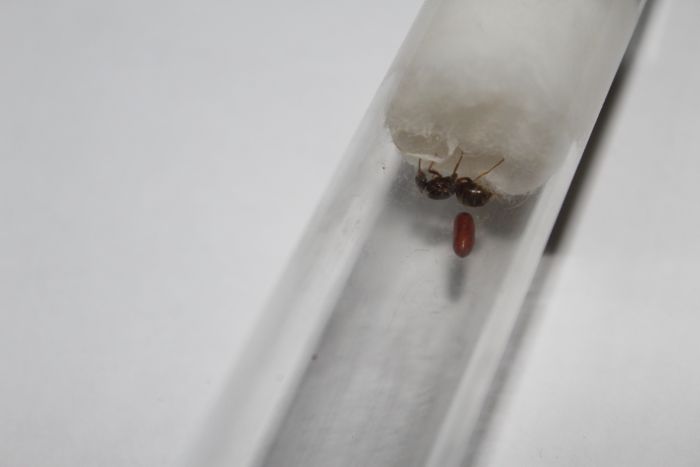 Parasite Lasius neoniger queen (6)