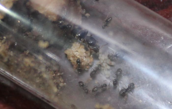 Lasius alienus Feb 9 2018