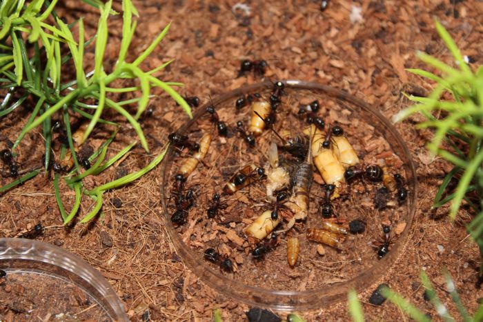 Camponotus novaboracansis Feb 9 2018 (1)