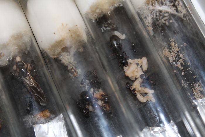 Camponotus queens April 2 2018