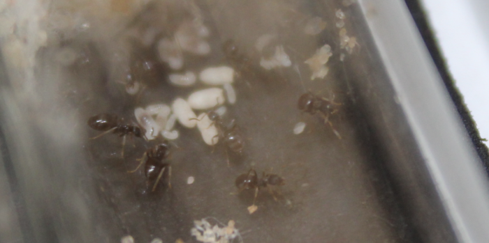 Lasius alienus April 2 2018 (2)