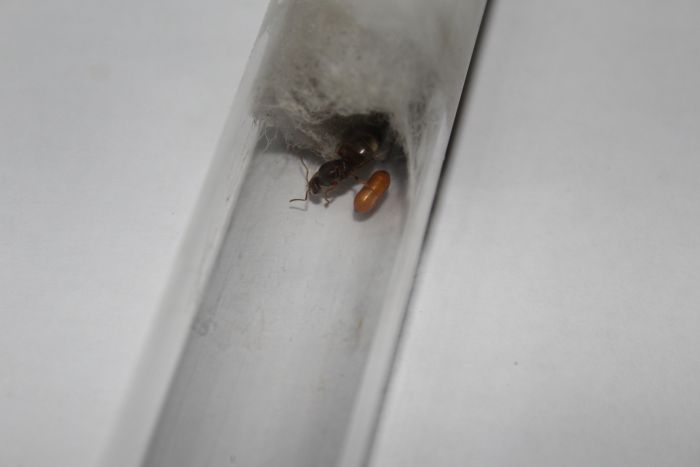 Parasite Lasius neoniger queen (4)