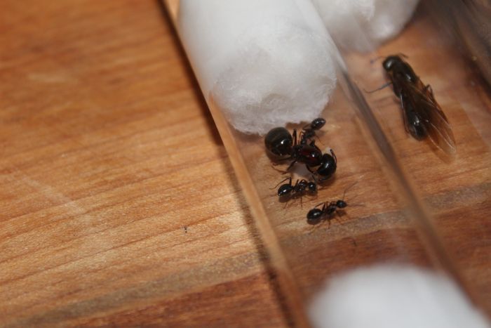 Camponotus novaboracansis found In Dec