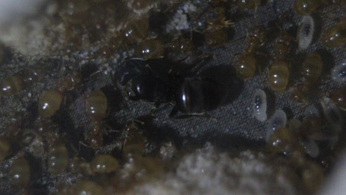 Lasius umbratus Feb 9 2018 (1)