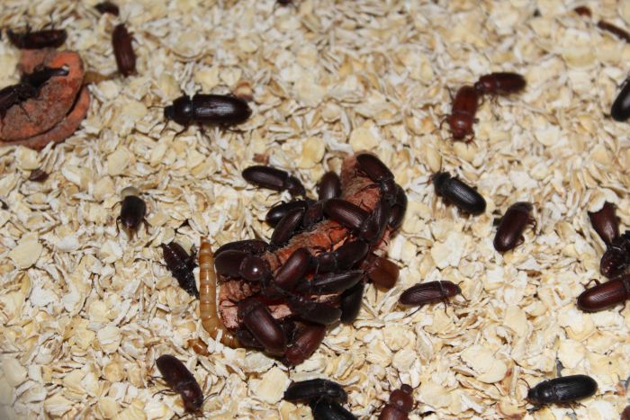 Mealworms Feb 9 2018 (1)
