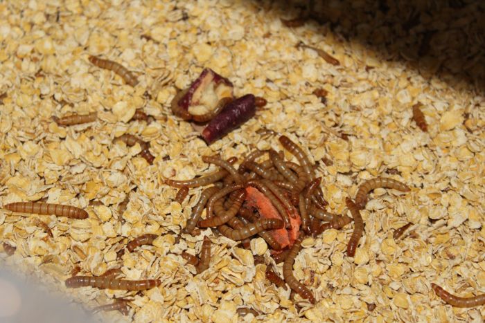 Mealworms Feb 9 2018 (2)
