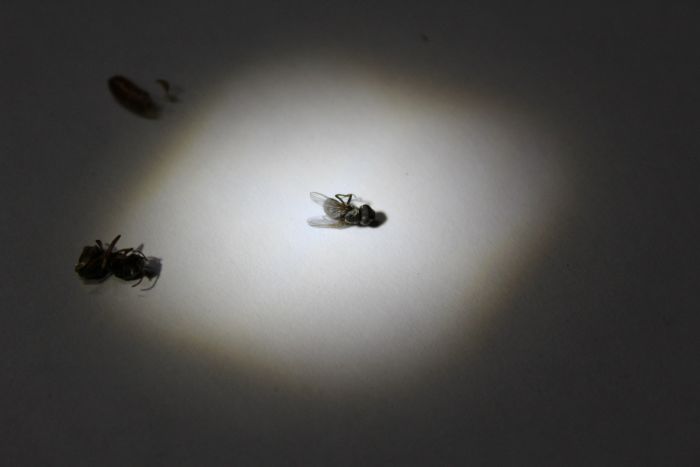 Parasite Lasius neoniger queen (7)