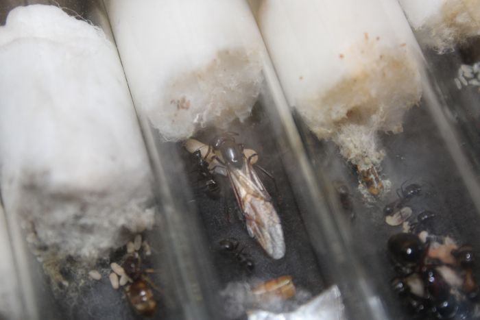 Camponotus pennsylvanicus April 2 2018