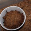 Camponotus novaboracansis Feb9 2018 (2)
