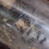 Lasius alienus Feb 9 2018