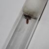 Parasite Lasius neoniger queen (5)