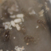 Lasius alienus April 2 2018 (2)