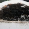 Camponotus pennsylvanicus Mar 2 2018 (2)