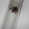 Parasite Lasius neoniger queen (4)