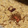 Mealworms Feb 9 2018 (2)