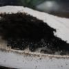 Camponotus pennsylvanicus Mar 2 2018 (1)