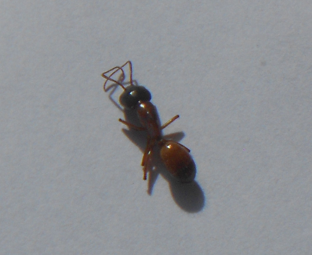 ANT 2