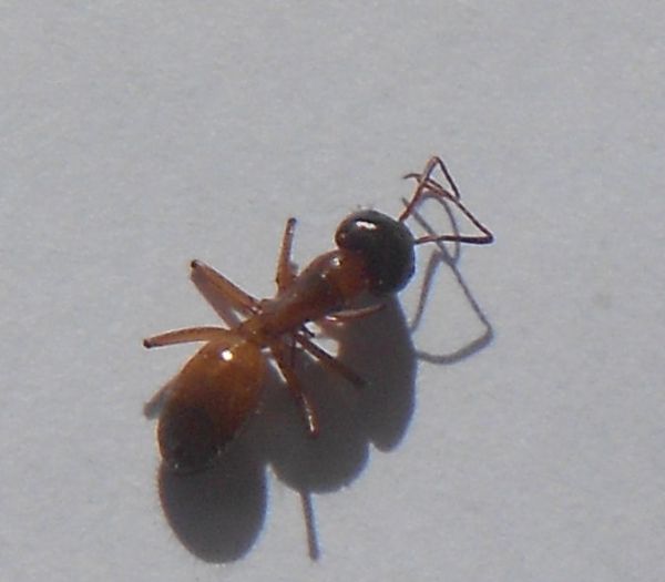 ANT 3