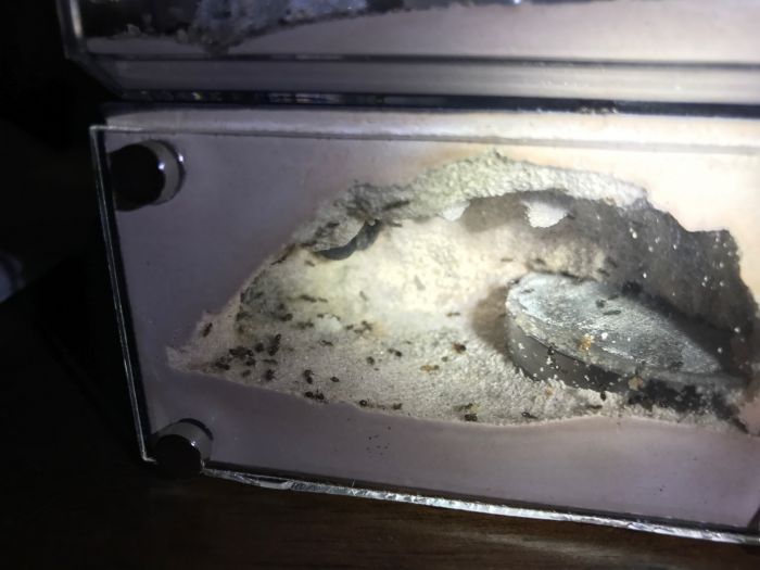 nest nest