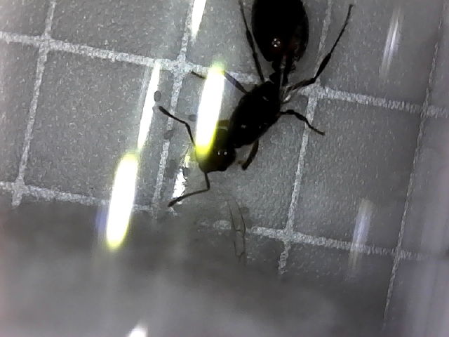 unknown queen type with eggs pic2