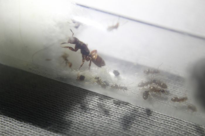 Lasius latipes