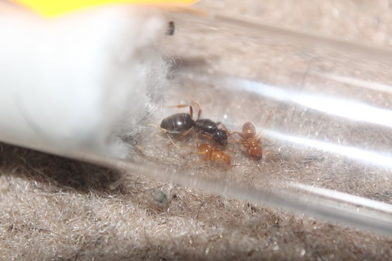 Lasius cf. aphidicola