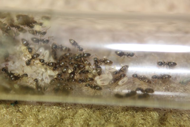 Lasius