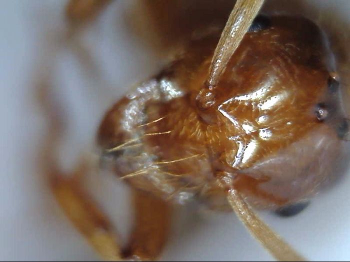 Lasius bureni