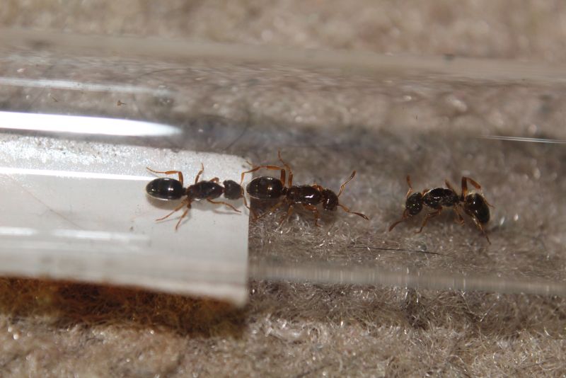 3 Lasius claviger queens