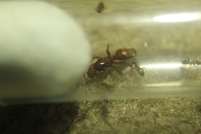 Lasius latipes