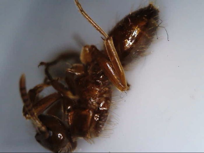 Lasius bureni