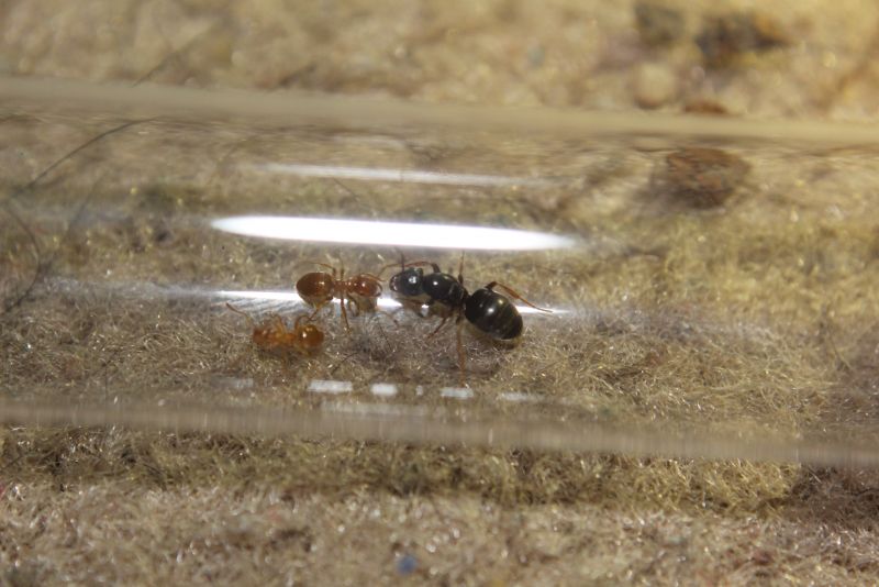 Lasius cf. aphidicola