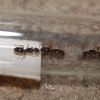 3 Lasius claviger queens